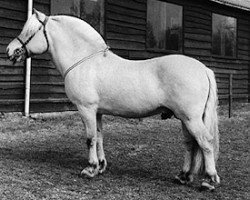 stallion Myrstein N.1866 (Fjord Horse, 1978, from Hosar N.1717)