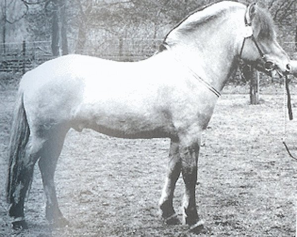 horse Michael (Fjord Horse, 1992, from Brusvein)