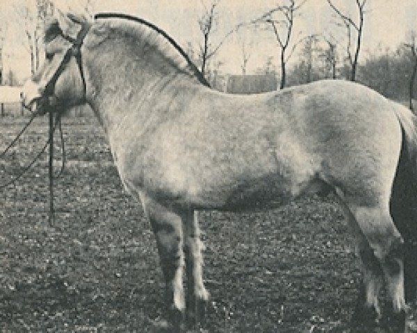 stallion Meiner (Fjord Horse, 1968, from Einar)