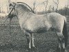 stallion Meiner (Fjord Horse, 1968, from Einar)