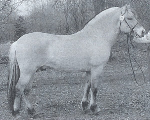 horse Max (Fjord Horse, 1992, from Havstad)