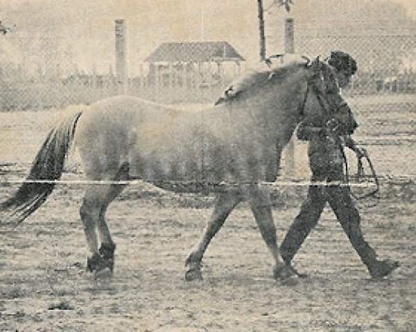 stallion Ludvig (Fjord Horse, 1967, from Hans)