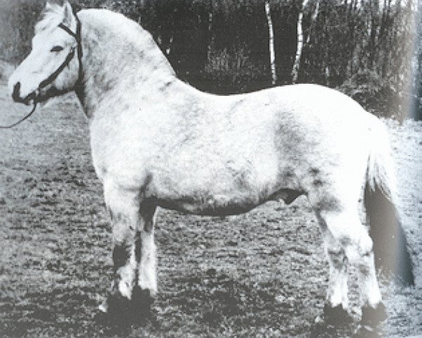 Deckhengst Lorentz (NLD) (Fjordpferd, 1967, von Haldager Jarl I)