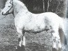stallion Lorentz (NLD) (Fjord Horse, 1967, from Haldager Jarl I)