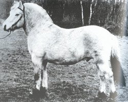 stallion Lorentz (NLD) (Fjord Horse, 1967, from Haldager Jarl I)