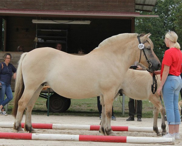 broodmare Gesa (Fjord Horse, 2006, from Kvest Halsnæs)