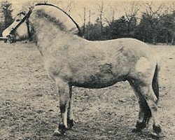 Pferd Lode (Fjordpferd, 1967, von Haldager Jarl I)