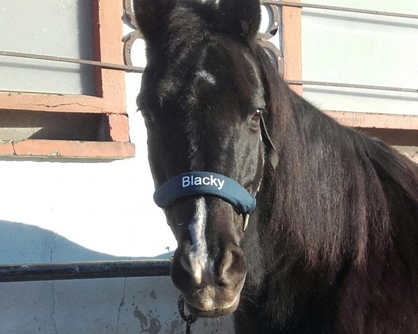 dressage horse Blacky 451 (unknown, 2002)