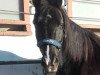 dressage horse Blacky 451 (unknown, 2002)