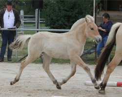 horse Vegas Fjellhorn (Fjord Horse, 2020, from Venlo)