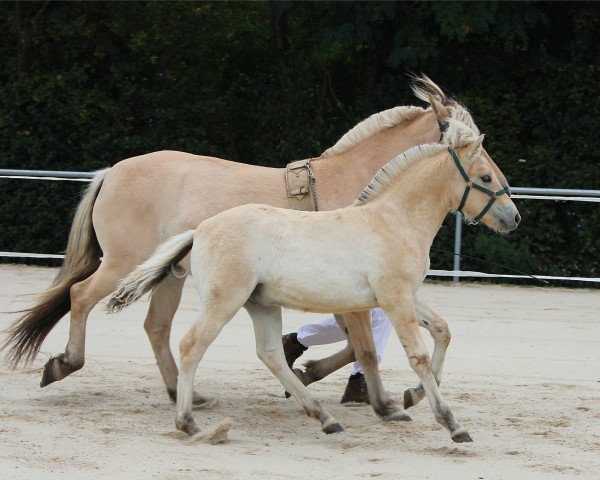 Pferd Grisu (Fjordpferd, 2020, von Glød)