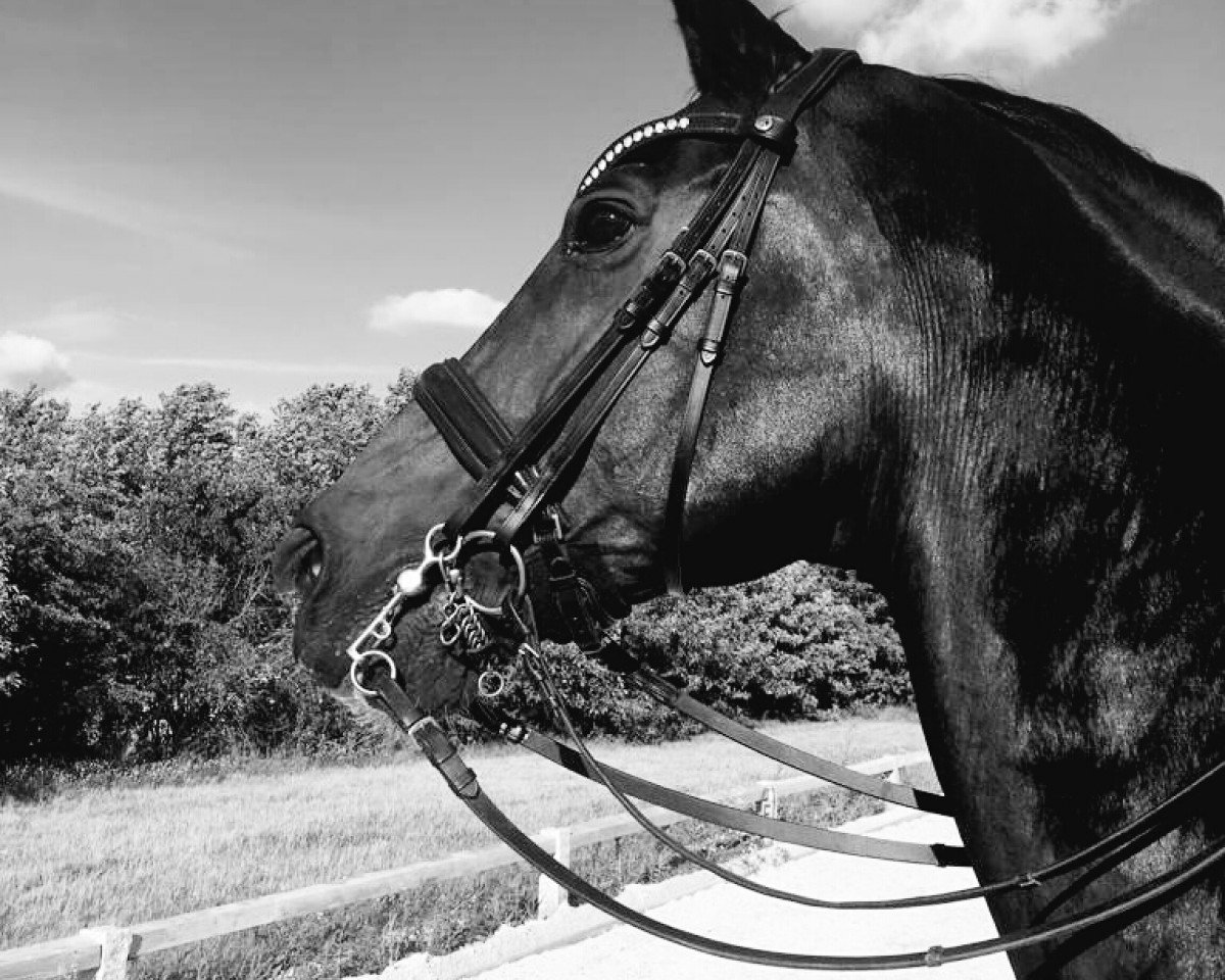 stallion Loredes (Hanoverian, 2002, from Lauries Crusador xx)