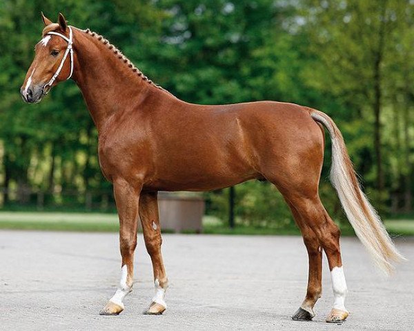 stallion Bakboord HBC (KWPN (Royal Dutch Sporthorse), 2006, from Larix)