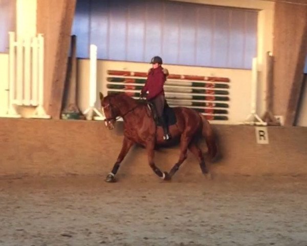 dressage horse La Vita (Hanoverian, 2003, from Londonderry)