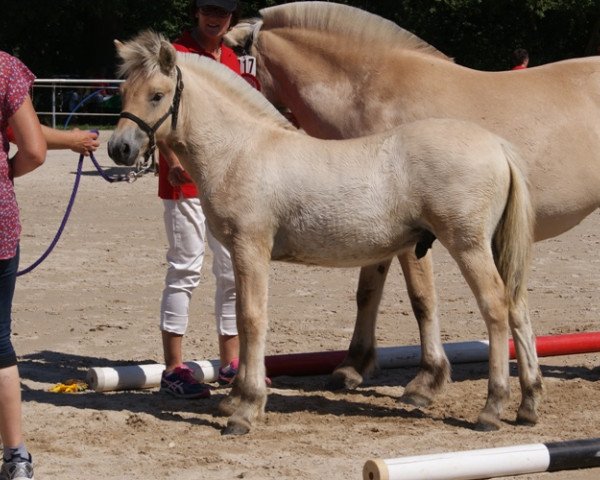 horse Thorin (Fjord Horse, 2015, from Mr. Tveiten N.2591)