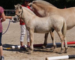 Pferd Thorin (Fjordpferd, 2015, von Mr. Tveiten N.2591)