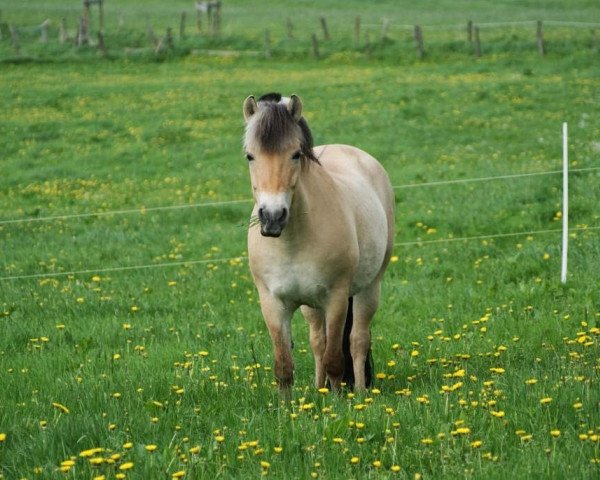 Zuchtstute Ina (Fjordpferd, 1999, von Inrico)