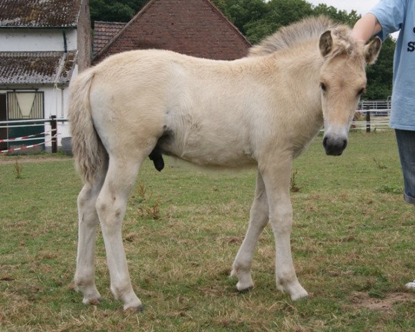 horse Thorge (Mr. Tom) (Fjord Horse, 2013, from Mr. Tveiten N.2591)