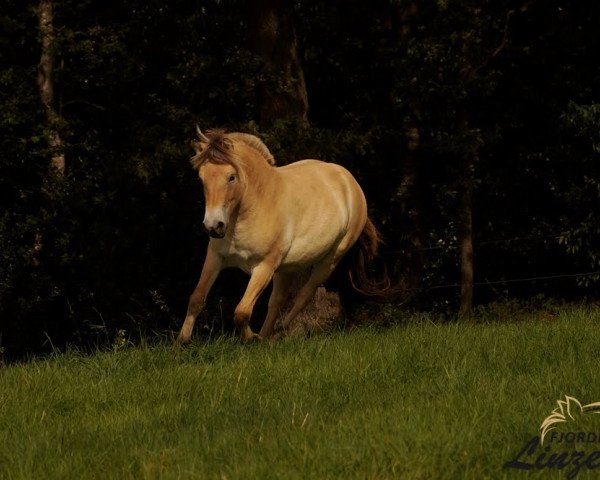 Pferd Miss Twinstar (Fjordpferd, 2017, von Mr. Tveiten N.2591)