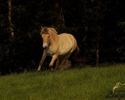 horse Miss Twinstar (Fjord Horse, 2017, from Mr. Tveiten N.2591)