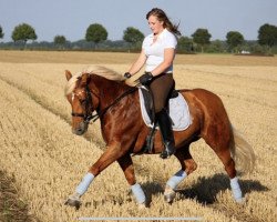 Pferd Mona (Haflinger, 1989, von Athen)