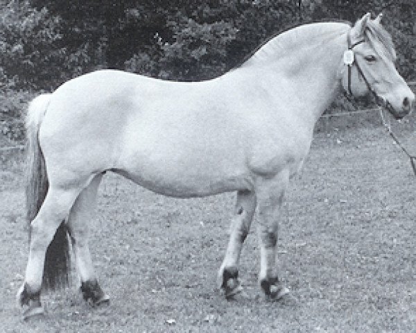 broodmare Hanneke (Fjord Horse, 1987, from Toddy I)