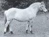broodmare Hanneke (Fjord Horse, 1987, from Toddy I)