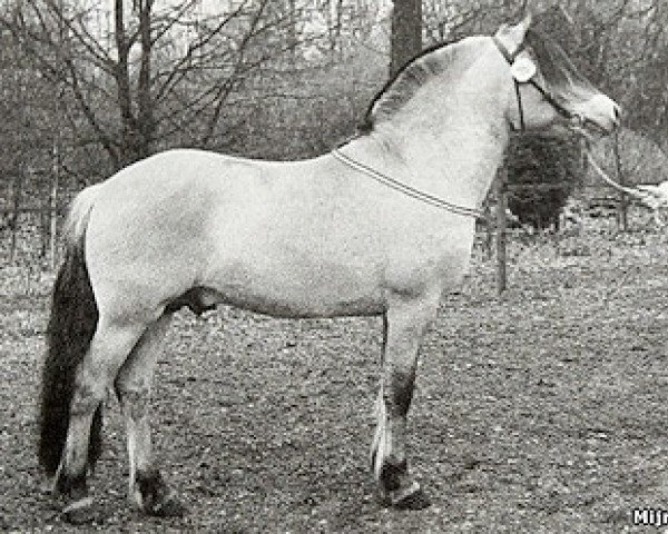 Deckhengst Ronnie (Fjordpferd, 1996, von Lenngard)