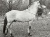 stallion Ronnie (Fjord Horse, 1996, from Lenngard)