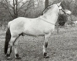 stallion Ronnie (Fjord Horse, 1996, from Lenngard)