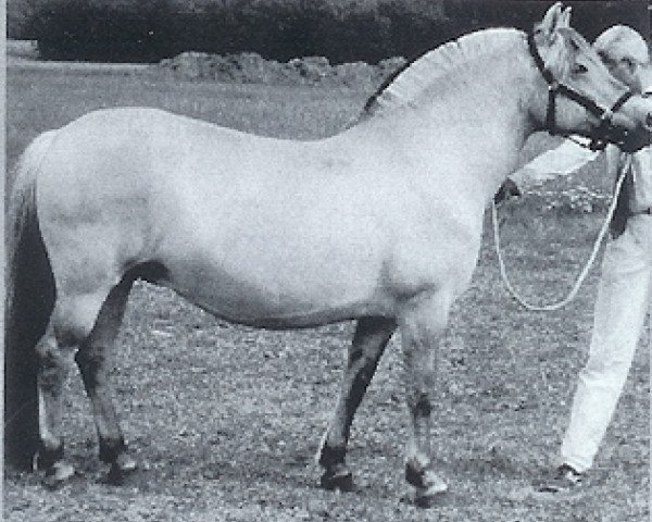 broodmare Flosta F-194 (Fjord Horse, 1985, from Drageset)