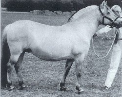 broodmare Flosta F-194 (Fjord Horse, 1985, from Drageset)