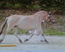 broodmare Filina (Fjord Horse, 2014, from Mr. Tveiten N.2591)