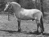 stallion Larsto (Fjord Horse, 1991, from Tunar NL-I-52)
