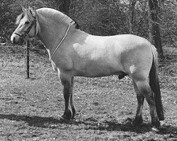 stallion Larsto (Fjord Horse, 1991, from Tunar NL-I-52)