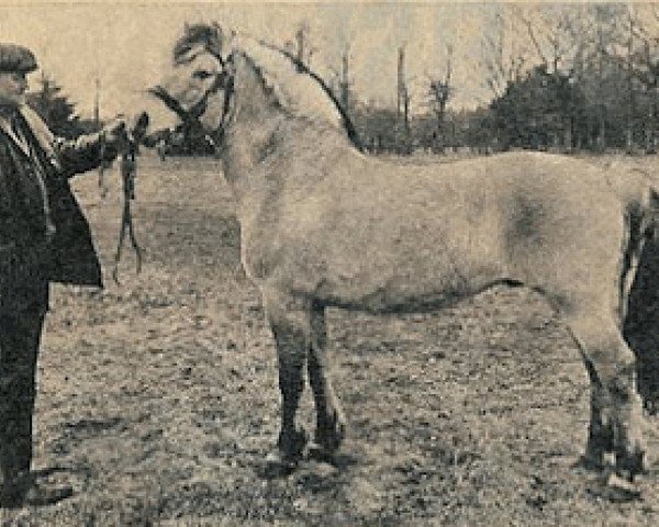 stallion Knud (Fjord Horse, 1961, from Junker II)