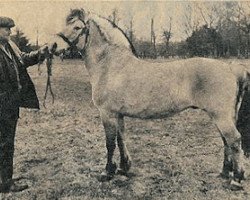 stallion Knud (Fjord Horse, 1961, from Junker II)