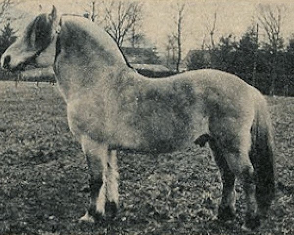 Deckhengst Knægt II (Fjordpferd, 1952, von Brix)