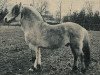stallion Knægt II (Fjord Horse, 1952, from Brix)