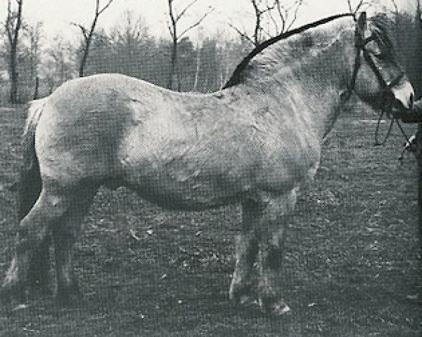 stallion Kjeld (Fjord Horse, 1959, from Olav EFJH 307)
