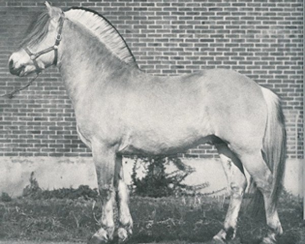 stallion Kastor H-K106 (Fjord Horse, 1966, from Oostman)