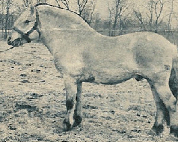 stallion Kasper H-I20 (Fjord Horse, 1961, from Lyar FJH 394)