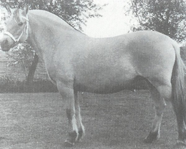 broodmare Birona (Fjord Horse, 1981, from Mini-Midt)