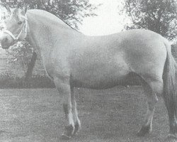 Zuchtstute Birona (Fjordpferd, 1981, von Mini-Midt)