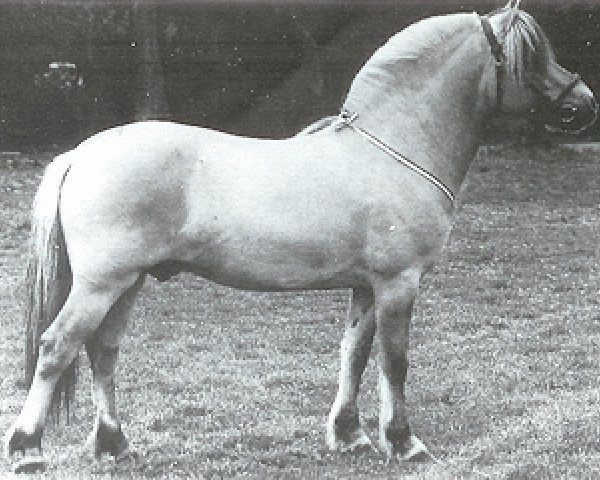 stallion Kaspar (Fjord Horse, 1990, from Havstad)