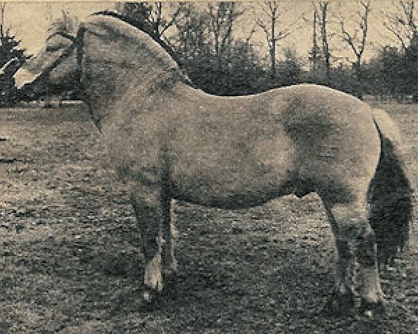 horse Kaj (Fjord Horse, 1966, from Kjeld)