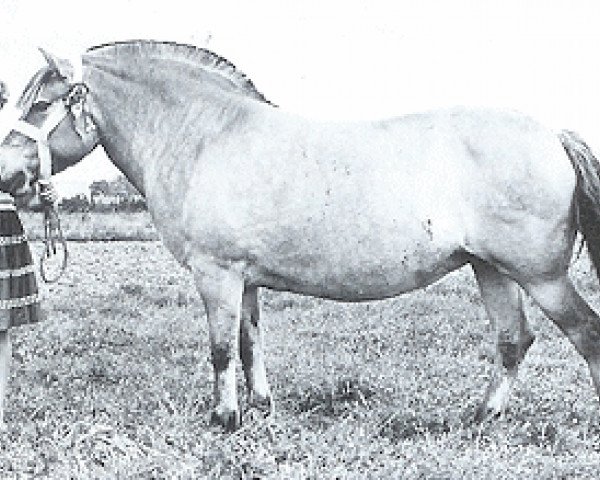 broodmare Mona H-I126 (Fjord Horse, 1953, from Arve FJ 185)