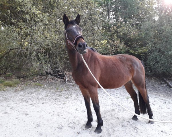 broodmare Letti (Oldenburg, 2002, from Latimer)