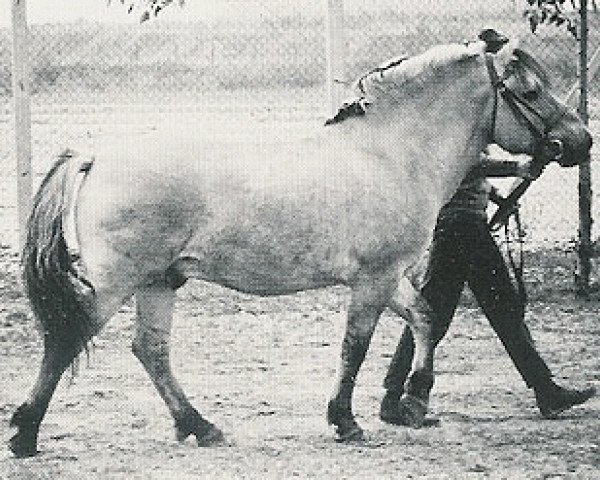 stallion Jon J.88 (NLD) (Fjord Horse, 1965, from Øyar FJH 344)