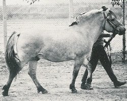 stallion Jon J.88 (NLD) (Fjord Horse, 1965, from Øyar FJH 344)